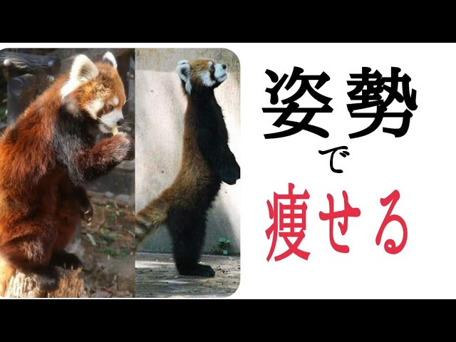 体を伸ばすと下腹ぺたんこ！痩せる！猫背が治る！お尻も上がる！若返る！気分も上がる🎵 img